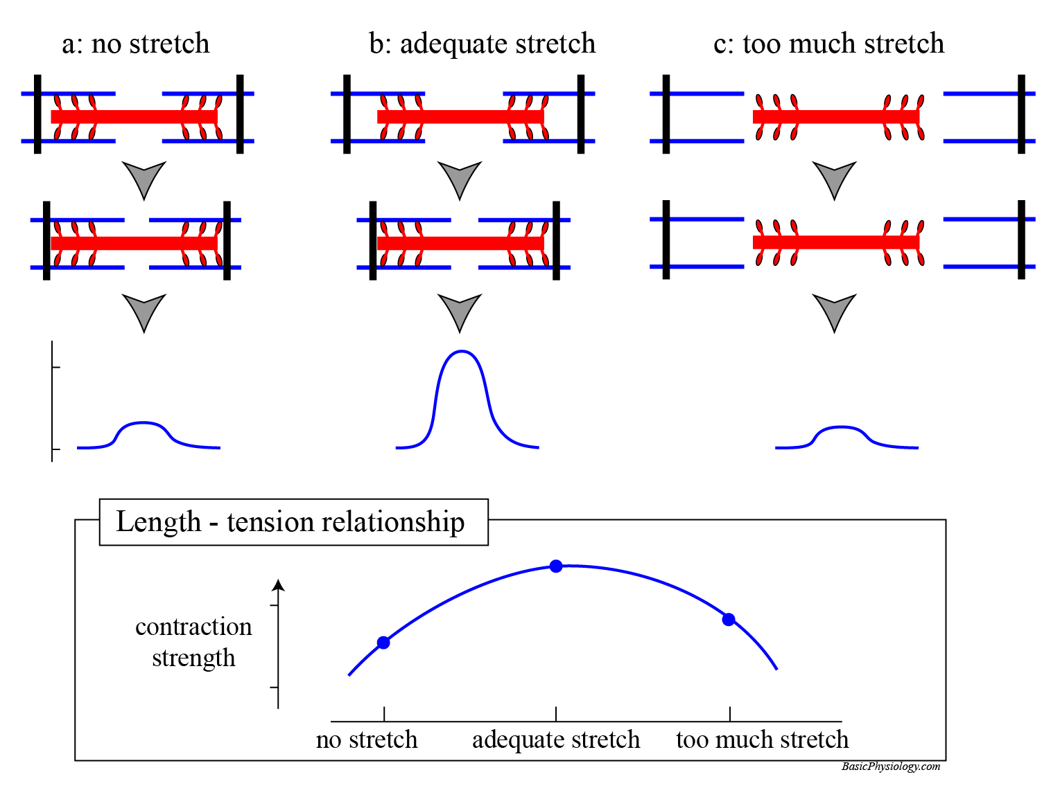 the influence of pre-stretch; LengthTensionDiagram