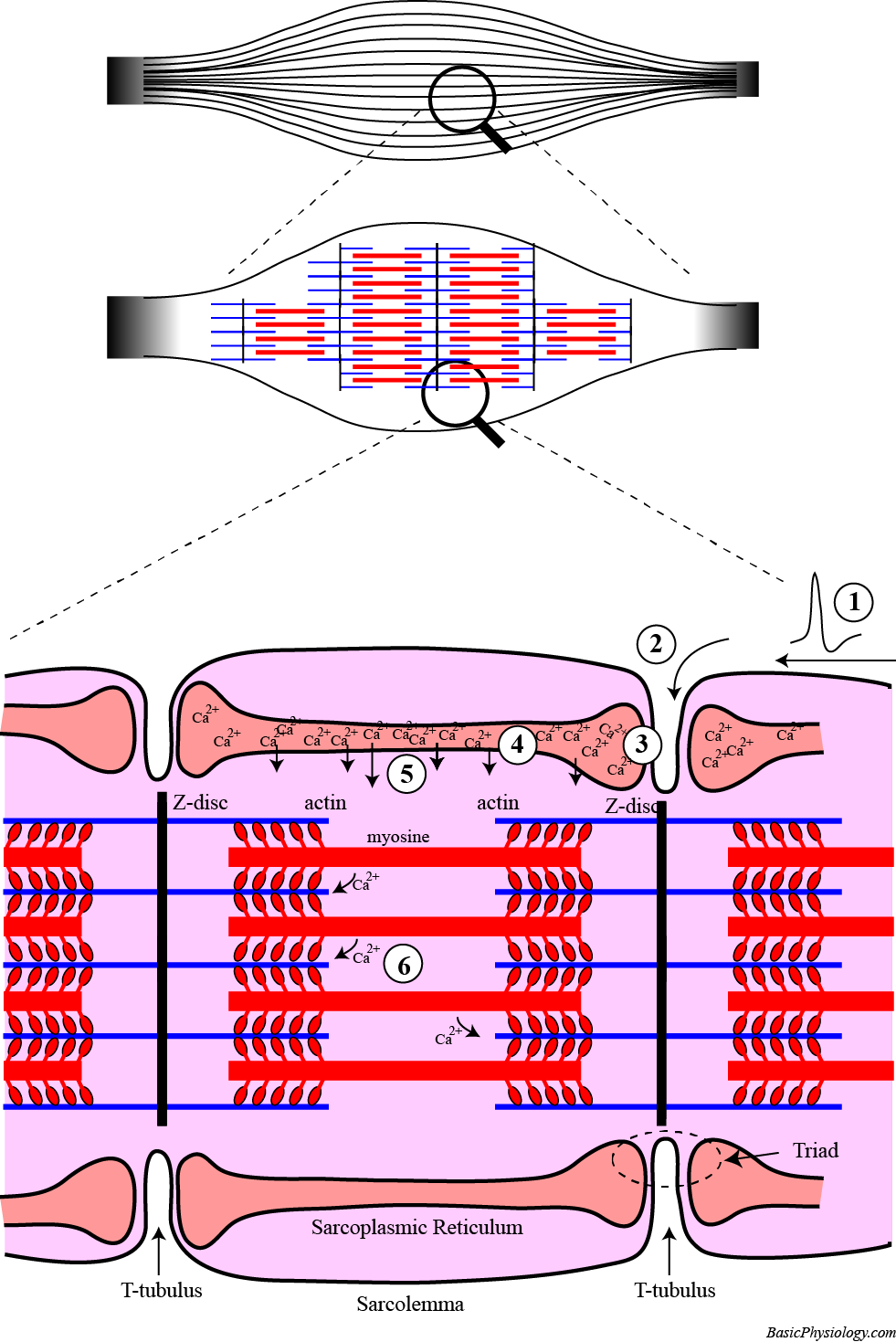Architecture of a skeletal muscle cell