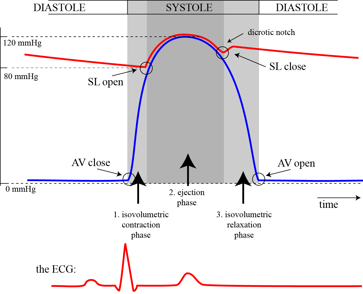 Ventricular Pressures - systole