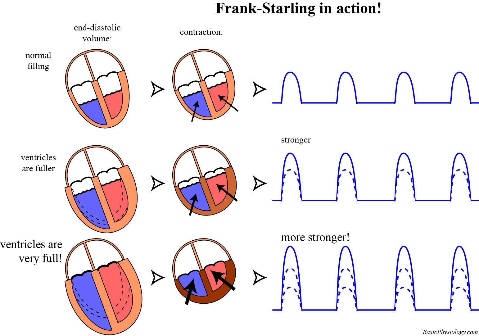 The Frank-Starling system in the heart