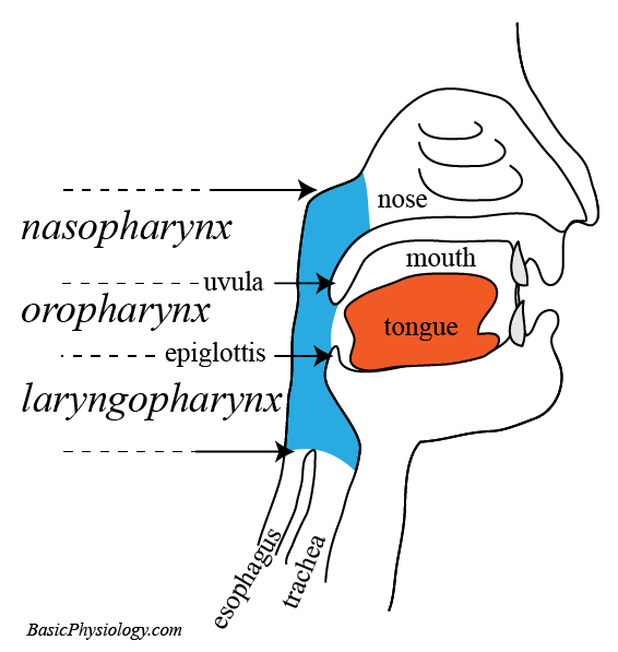 diagram of the Pharynx