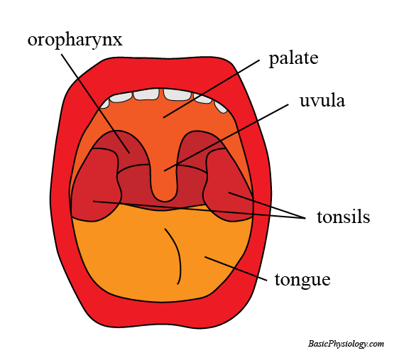 diagram of the mouth