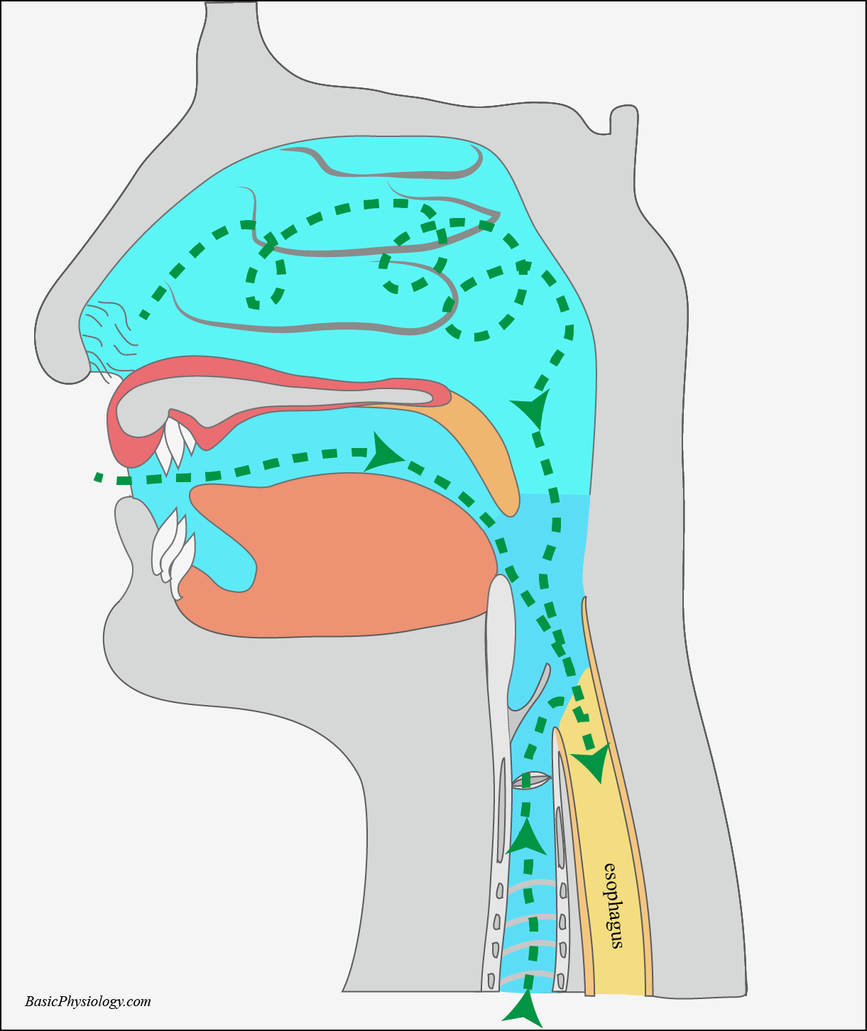 cross-section of the nose cavity