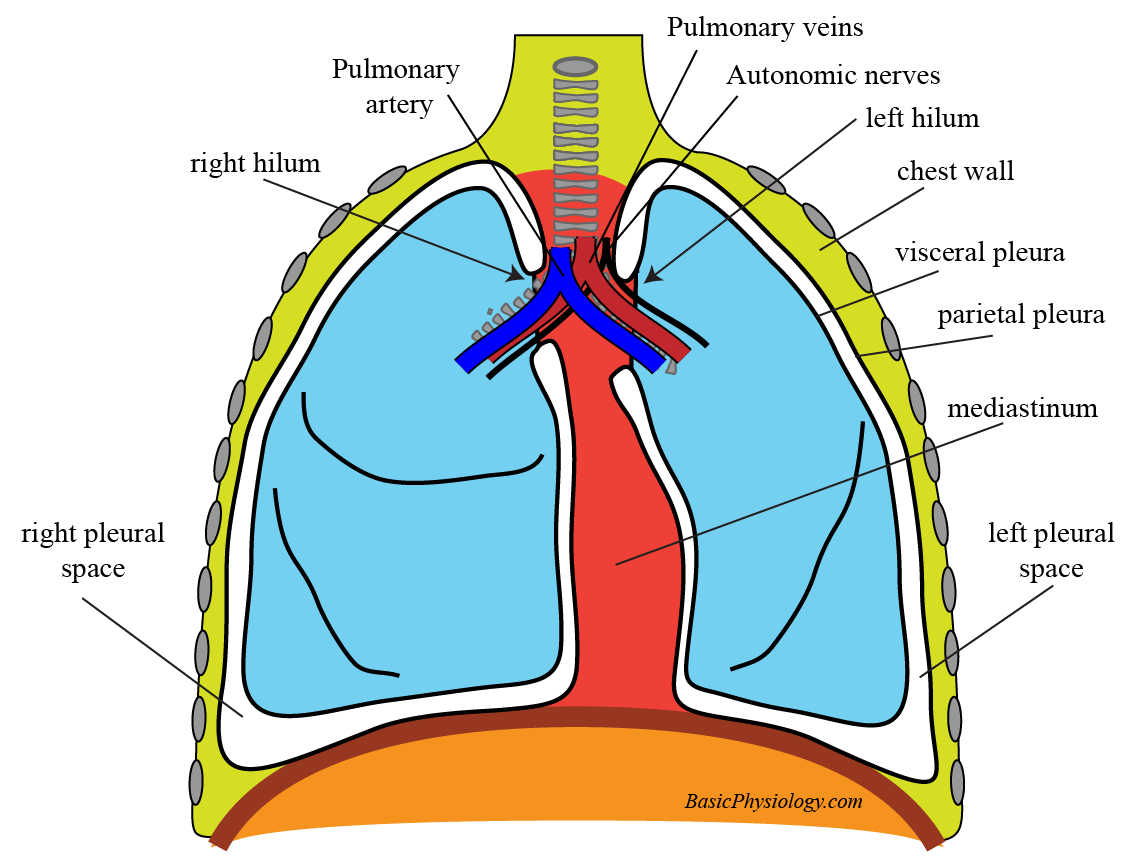 diagram of the hilum and the lungs in the chest