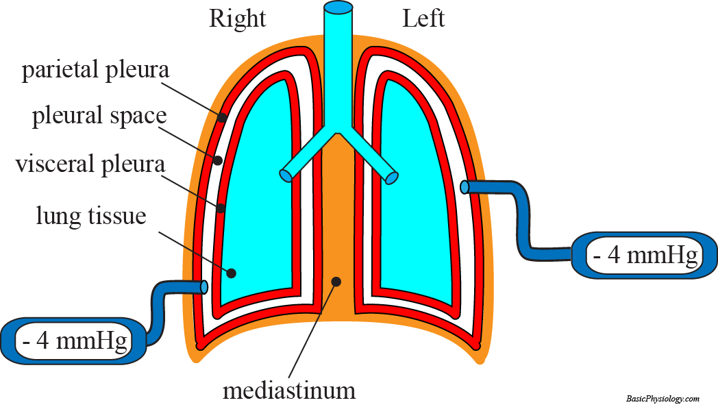 diagram of the diaphragm in the body