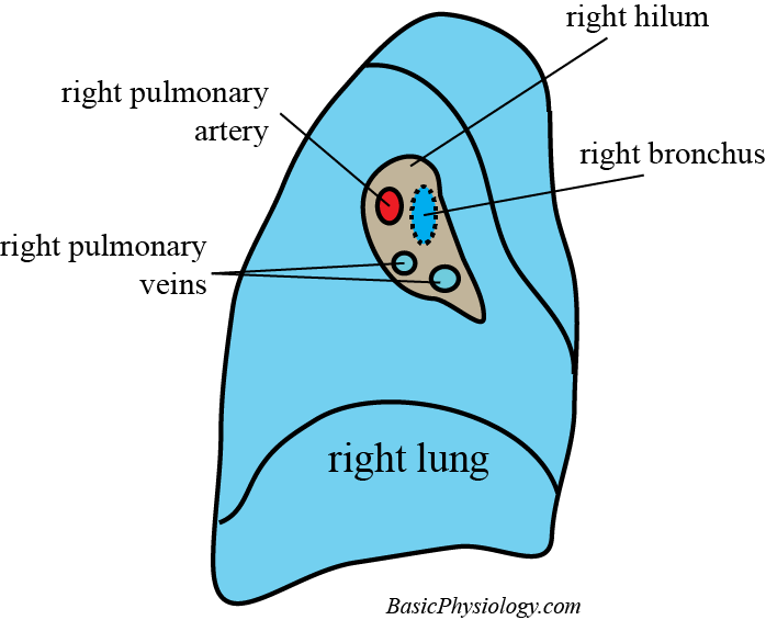 diagram of the right Hilum with blood vesels and bronchus