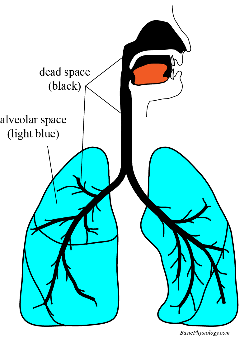 the dead space in the respiratory system