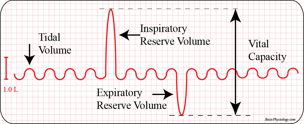 The Respiratory Volumes
