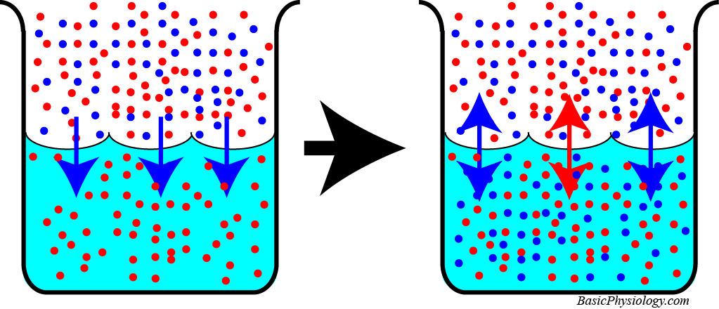 Diffusion of of a mixture of gasses between water and air