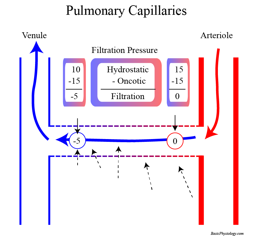 diagram of the pressures involved in Pulmonary Capillaries