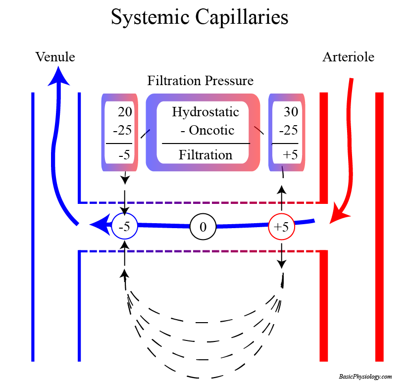 diagram of the pressures involved in Systemic Capillaries