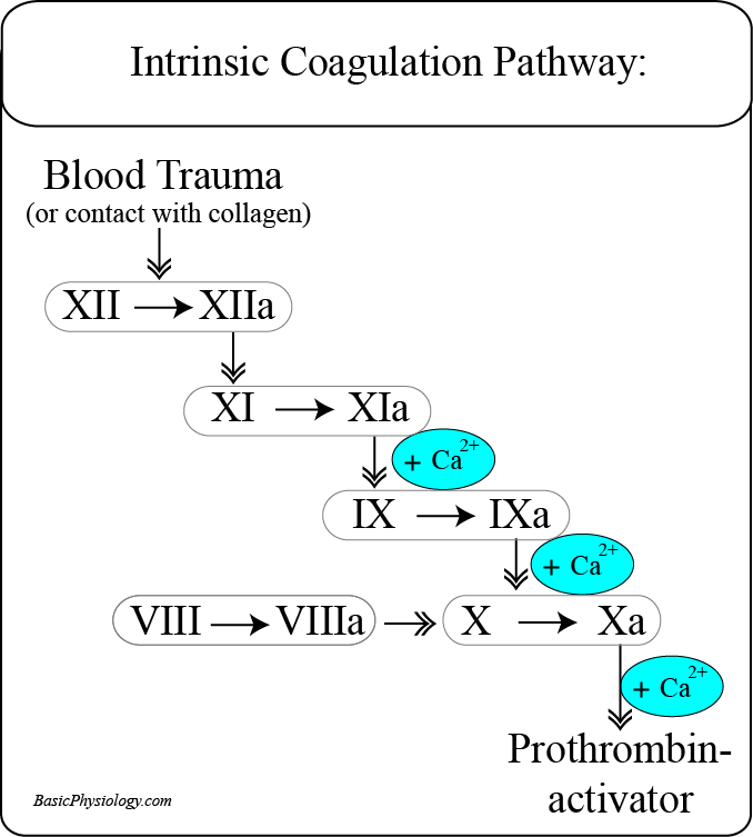 The Intrinsiek Coagulation Pathway