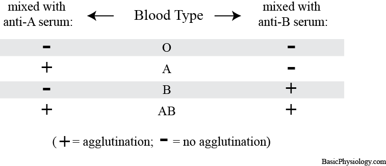 How to determine blood type