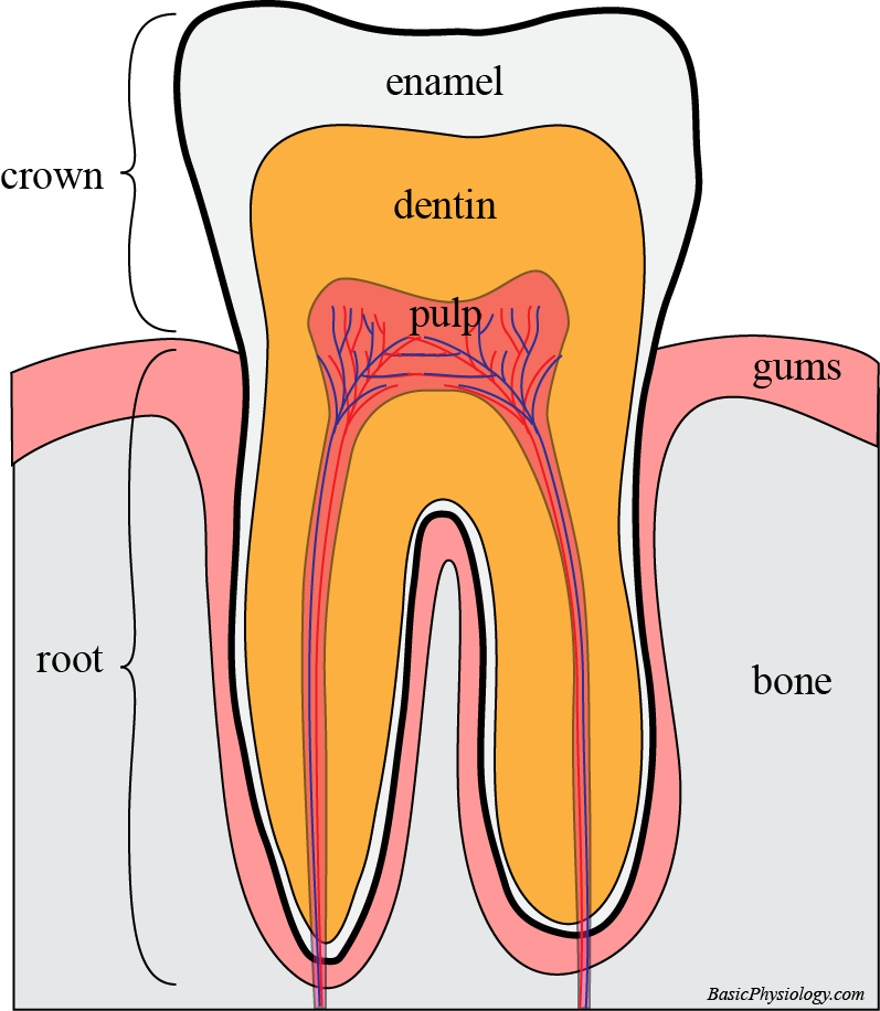 Diagram of one tooth