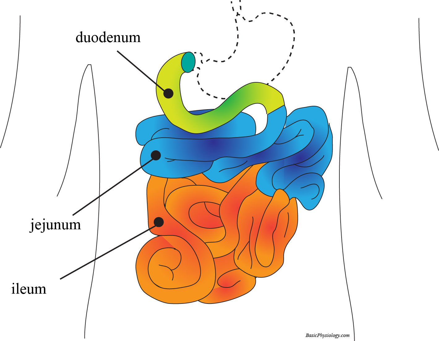 The anatomy and location of the small intestine; duodenum, jejunum and ileum