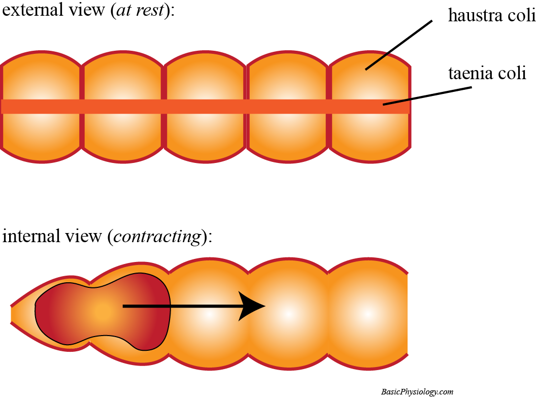 Diagram of the haustra in the colon