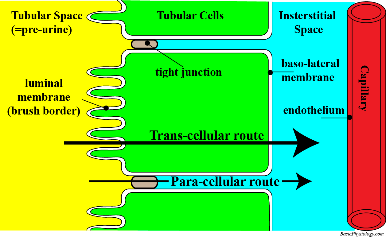 Reabsorption pathways across the tubular wall