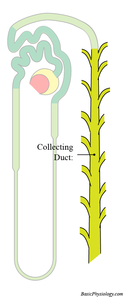 The location of the collecting duct in the nephron