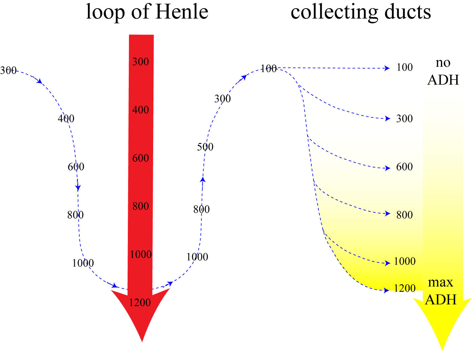 The osmolarity of water along the loop of Henle and the collecting duct