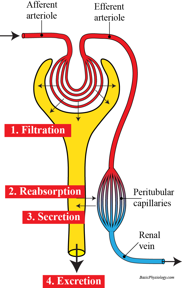 The four functions of the nephron