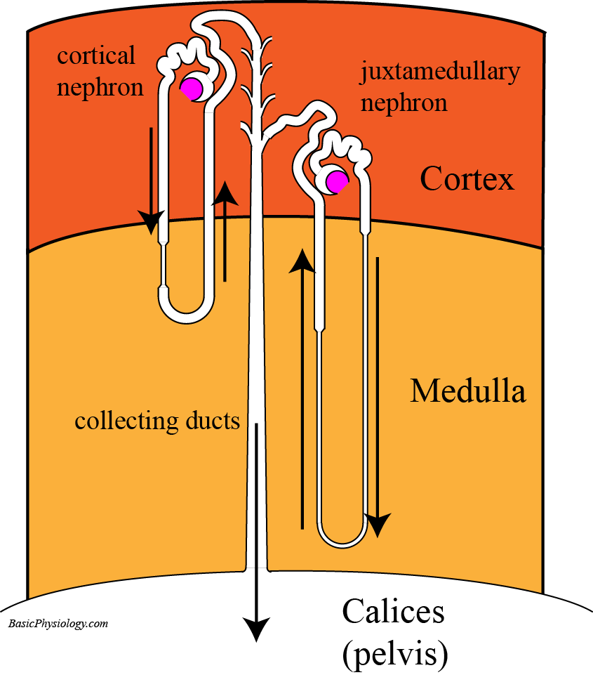 Two types of nephron in the cortex and medulla of the kidney