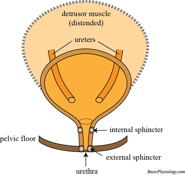 Diagram of the bladder (distended, the ureters and the two sphincters