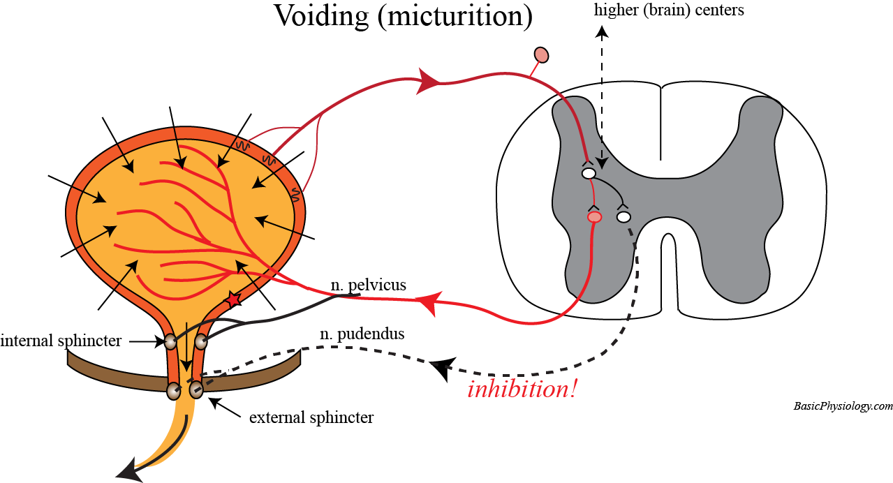 Diagram of the action between the bladder and the spinal cord during micturition