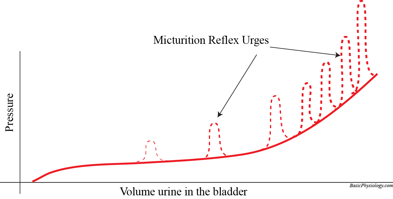 Graph of the bladder pressure and the urges caused by the micturition reflex
