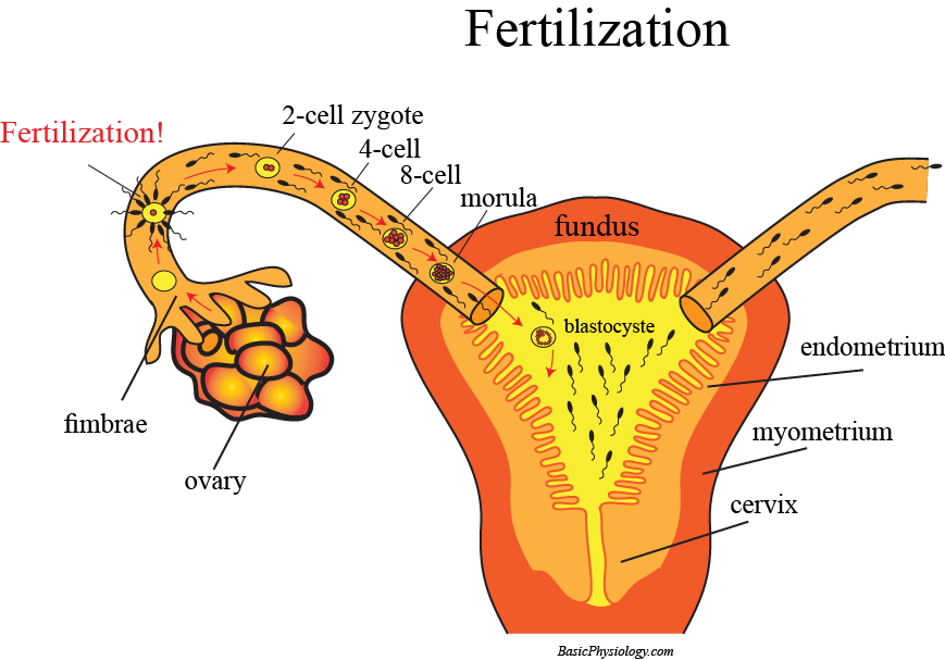 Fertilization and Conception