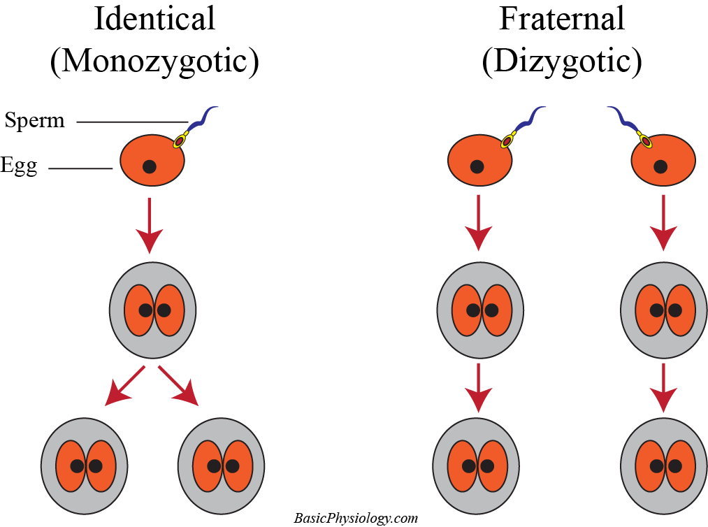 The initiation of identical and fraternal twinsTwins